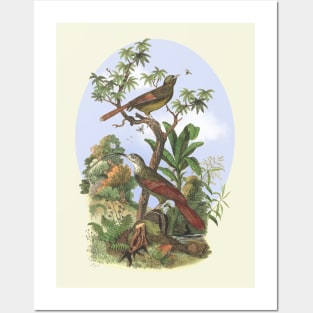 Tropical Birds Nature Illustration Posters and Art